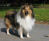 Sheltie Foto: Pascha von der Rauhen Hecke (ID 17536) Sheltie Hund
