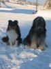 Sheltie Foto: Berenice und Duke (ID 7674) Sheltie Hund