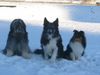 Sheltie Foto: Berenice,Nico und Duke (ID 7675) Sheltie Hund
