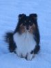 Sheltie Foto: Duke (ID 7673) Sheltie Hund