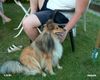 Sheltie Foto: Mein Sheltie Dixie will gestreichelt werden (ID 4923) Sheltie Hund