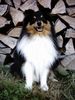 Sheltie Foto: duke (ID 13460) Sheltie Hund