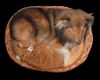 Sheltie Foto: Joy Baron of House Isabell mit seiner besten (ID 17473) Sheltie Hund