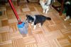 Sheltie Foto: Dich kriege ich schon (ID 4941) Sheltie Hund