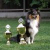 Sheltie Foto: stolze kleine Lea (ID 4757) Sheltie Hund