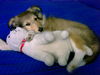 Sheltie Foto: lucky ***GRINS*** (ID 24437) Sheltie Hund