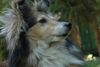 Sheltie Foto: Mara (ID 32457) Sheltie Hund