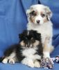 Sheltie Foto: ein aussie welpe und ein sheltie welpe zusammen!!! süß oder?? (ID 25683) Sheltie Hund