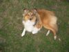 Sheltie Foto: Miró 8 Monate (ID 22710) Sheltie Hund