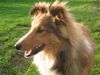 Sheltie Foto: Miró (ID 19894) Sheltie Hund