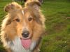 Sheltie Foto (ID 22959) Sheltie Hund