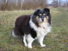 Sheltie Foto: Bin ich nicht hübsch? (ID 29234) Sheltie Hund
