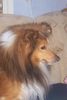 Sheltie Foto: Sheltierüde Ringo (ID 36727) Sheltie Hund