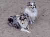 Sheltie Foto: KImba und Shantie (ID 22200) Sheltie Hund