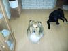 Sheltie Foto: Das ist unser bester (ID 22497) Sheltie Hund