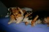 Sheltie Foto: Bobby von der rauhen Hecke und Sammy excellent choice (ID 17106) Sheltie Hund