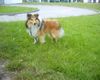 Sheltie Foto: Sunko 14 Monate (ID 18120) Sheltie Hund