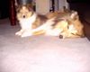 Sheltie Foto: Sunko und Jo-Lee (ID 18124) Sheltie Hund