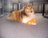 Sheltie Foto: Sunko auf der Hut (ID 18122) Sheltie Hund