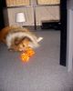 Sheltie Foto: Unsere 2 Süssen (ID 14380) Sheltie Hund