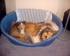 Sheltie Foto: oooh wie gemütlich! (ID 18123) Sheltie Hund
