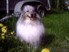 Sheltie Foto: Pferdeliebhaber Effie, 8 Jahre (ID 32443) Sheltie Hund