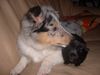 Sheltie Foto (ID 8241) Sheltie Hund