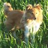 Sheltie Foto: Romeo (ID 6323) Sheltie Hund
