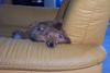 Sheltie Foto: Müde bin ich,geh zur Ruh´....... (ID 4880) Sheltie Hund