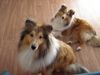 Sheltie Foto: Sunko und Jo-Lee (ID 19066) Sheltie Hund