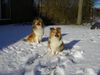 Sheltie Foto: Sunko und Jo-Lee im Schnee (ID 19068) Sheltie Hund