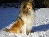 Sheltie Foto: Sunko im Schnee (ID 19067) Sheltie Hund