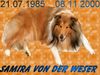 Sheltie Foto: Das war unsere Samira von der weser. (ID 17726) Sheltie Hund