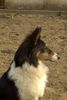Sheltie Foto: Sharin vom Insulaner (ID 7869) Sheltie Hund