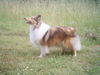 Sheltie Hund