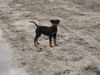 Sheltie Foto: Bugadi's Ciara Zoe 12Wochen alt (ID 41905) Sheltie Hund
