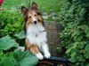 Sheltie Hund