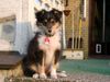 Sheltie Foto: Toxica vom Olymp mit 11 Wochen (ID 4906) Sheltie Hund