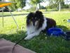 Sheltie Foto: Carli (ID 23602) Sheltie Hund