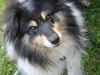 Sheltie Foto: Carli (ID 23603) Sheltie Hund