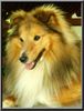 Sheltie Hund