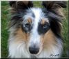 Sheltie Hund