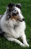 Sheltie Hund