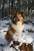 Sheltie Foto: Glenmeadow Angelic Anij im Schnee (ID 32459) Sheltie Hund