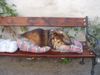 Sheltie Foto: Giacomo - 12 Jahre (ID 6574) Sheltie Hund
