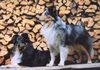 Sheltie Foto: Highlander und Logan of Summergarden (ID 24920) Sheltie Hund