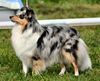 Sheltie Hund