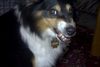 Sheltie Foto: Sharin vom Insulaner (ID 7868) Sheltie Hund