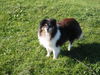 Sheltie Foto: Mein süßer Carli (ID 28578) Sheltie Hund