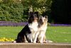 Sheltie Foto: Choice und Kanji (ID 21031) Sheltie Hund